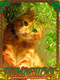 Привет,приветствие Открытка картинка гиф ,мерцающая привет,приветсвие,передать привет