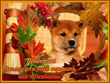 Привет,приветствие Открытка картинка привет,приветствие,передать привет,приветик