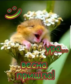 Открытки первый день весны Открытки первый день весны,поздравления с первым весенним днём,хамяк