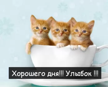 Хорошего дня Открытка картинка хорошего дня красивая открытка с пожеланиями хорошего дня