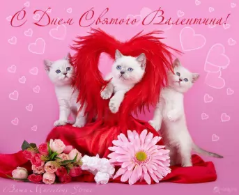 Открытки день влюблённых,14 февраля Открытка с праздником день влюблённых 14 февраля,день св.Валентина