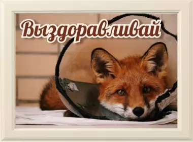  Открытки выздоравливай,скорейшего выздоравления