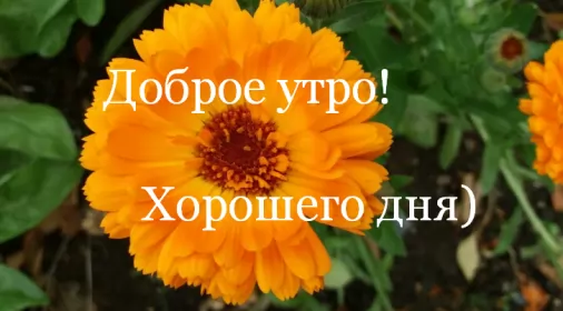 Доброе утро-разное Открытка доброе утро , с добрым утром ,пожелания доброго утра,жёлтый цветок