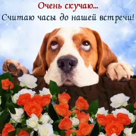 Открытки скучаю Открытка с надписью скучаю,красивая открытка скучаю,очень скучаю