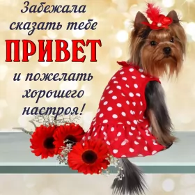 Привет,приветствие Открытка картинка привет,приветствие,передать привет,приветик