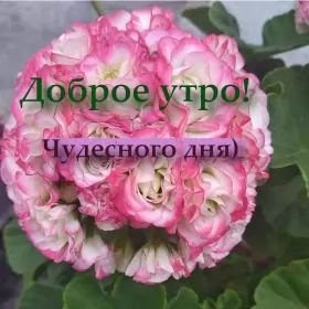 Доброе утро-разное Открытка доброе утро,пожелания с добрым утром,красивая герань