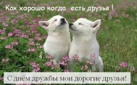 Открытки день дружбы Открытка с поздравлениями на день дружбы,картинка с днём дружбы,пара щенков