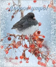 Открытки с добрым морозным утром Открытка картинка с морозным добрым утром,зимнее доброе утро