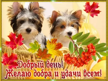 Открытки добрый день Открытка добрый день,картинка пожелания доброго дня,день добрый