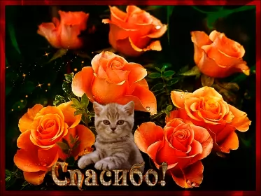 Открытки спасибо Открытка гиф,мерцающая спасибо,открытка гиф с надписью спасибо,котик