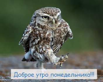 Открытка доброе утро по дням недели, доброе утро понедельника,сова Картинка,открытка с добрым утром дни недели,открытки,открытка с пожеланиями доброго утра понедельника,картинка,картинки с добрым утром понедельник скачать бесплатно