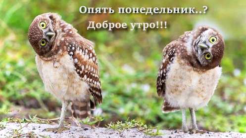 Открытка доброе утро по дням недели, доброе утро понедельника,две совы Картинка,открытка с добрым утром дни недели,открытки,открытка с пожеланиями доброго утра понедельника,картинка,картинки с добрым утром понедельник скачать бесплатно
