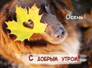 Открытка с добрым осенним утром,доброе утро осени,доброе утро осень,собака Открытки открытка с добрым осенним утром ,доброе утро осень,картинки картинка доброго осеннего утра,пожелания доброго утра осеннего,открытка осенняя с добрым утром