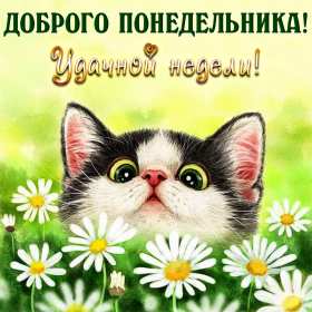Открытка доброе утро по дням недели, доброе утро понедельника,котик и ромашки Картинка,открытка с добрым утром дни недели,открытки,открытка с пожеланиями доброго утра понедельника,картинка,картинки с добрым утром понедельник скачать бесплатно