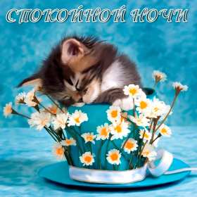 Открытки спокойной ночи,спокойного сна,пожелания спокойной ночи Картинки открытки спокойной ночи,пожелания спокойного сна,открытка открытки спокойной ночи,сладких снов,картинка с пожеланиями спокойной ночи скачать бесплатно .