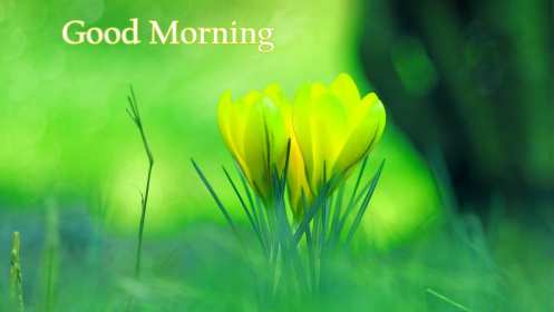 Открытка картинка Good Morning доброе утро на английском языке Открытки картинки открытка картинка Good Morning доброе утро на английском языке,пожелания доброго утра на английском языке ,открытка картинка Good Morning скачать